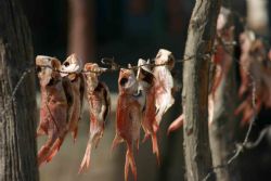 Sun dry fish in Ansapitre, Haiti. Cannon Rebel. rseravall... by Renzo Seravalle 
